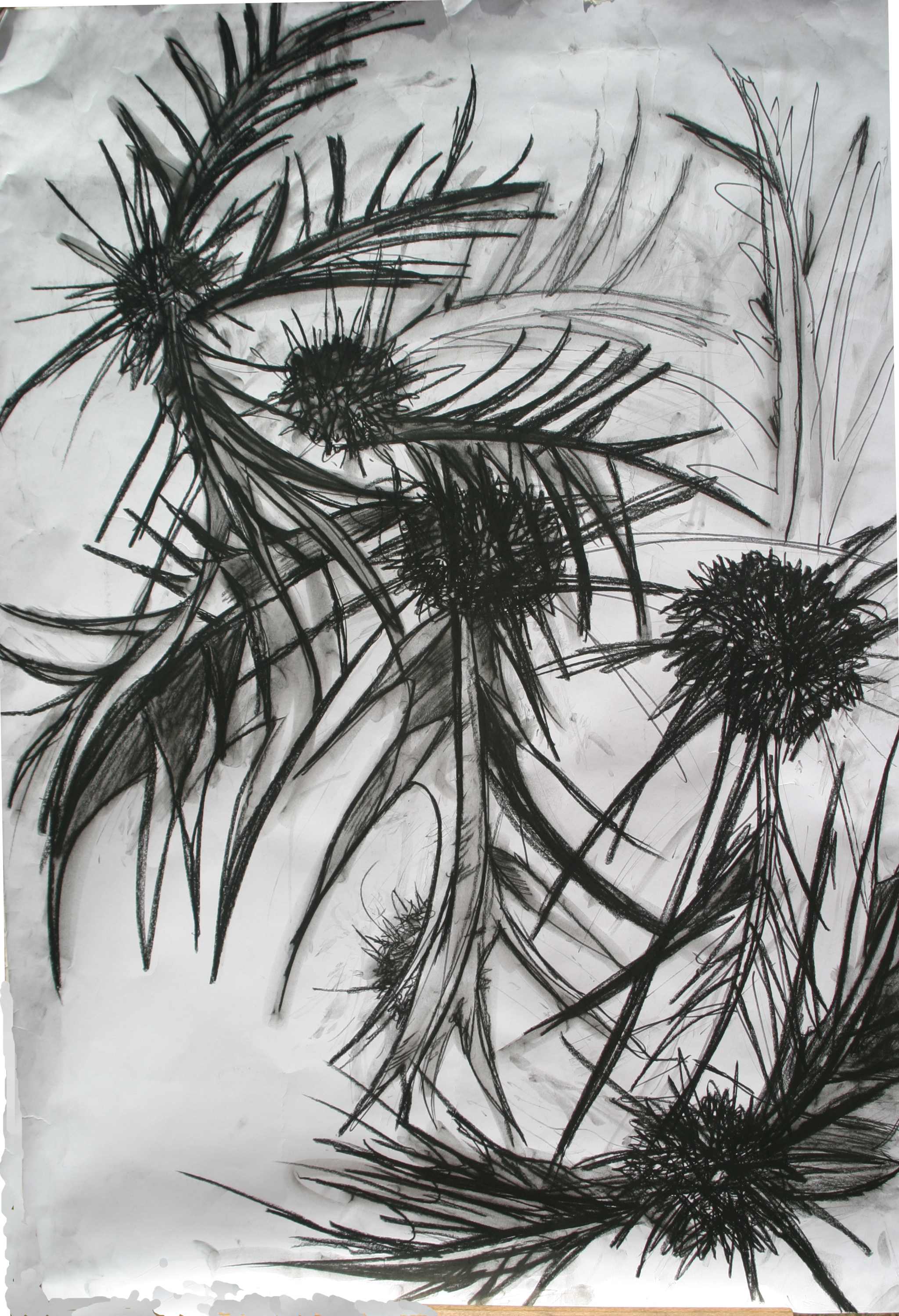 Thorns